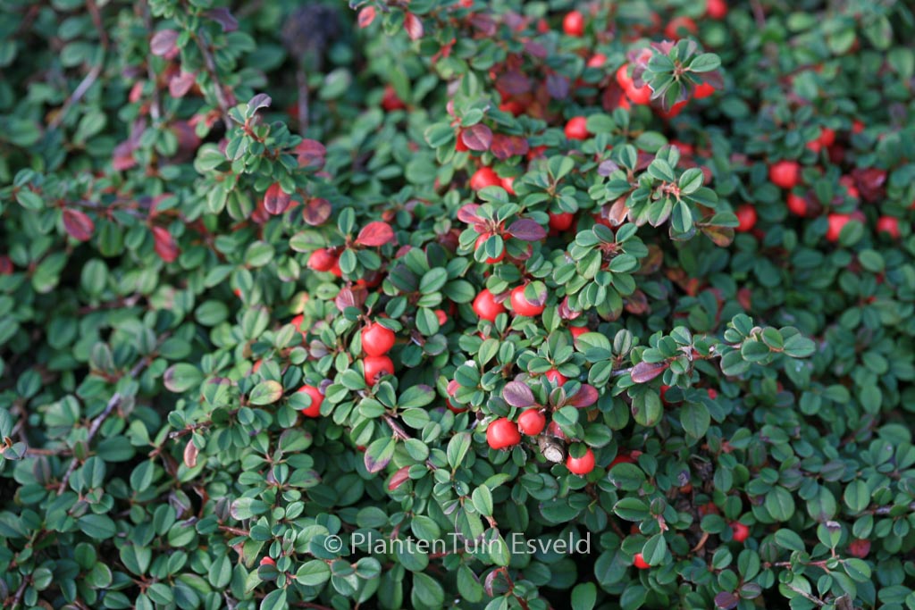 Cotoneaster procumbens ‘Streibs Findling’