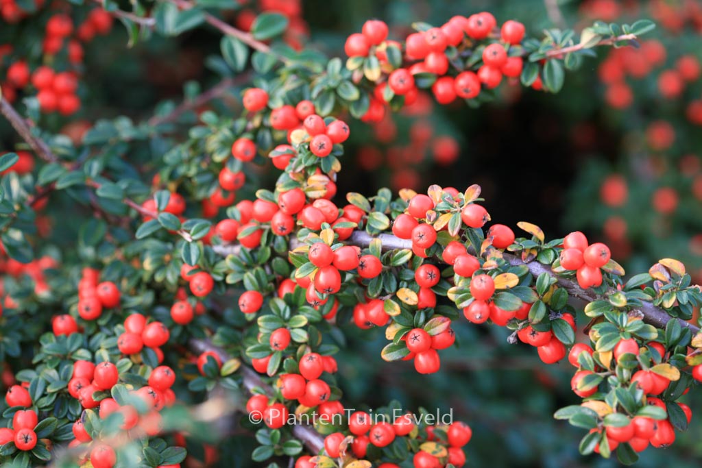 Cotoneaster suecicus ‘Coral Beauty’