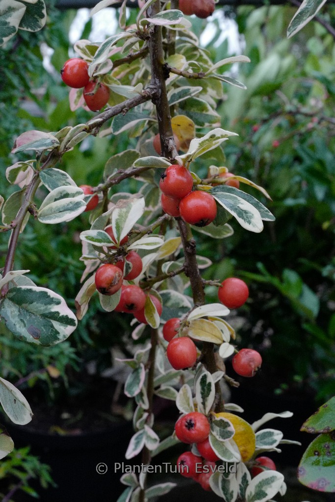 Cotoneaster suecicus ‘Juliette’