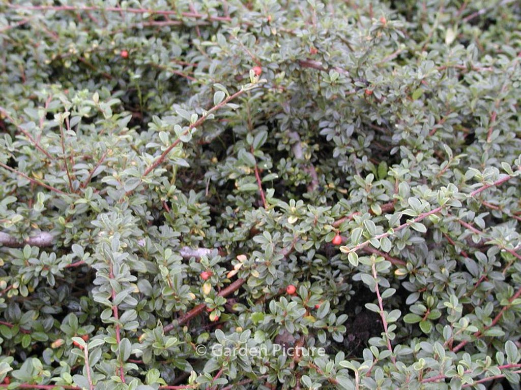 Cotoneaster suecicus ‘Skogholm’