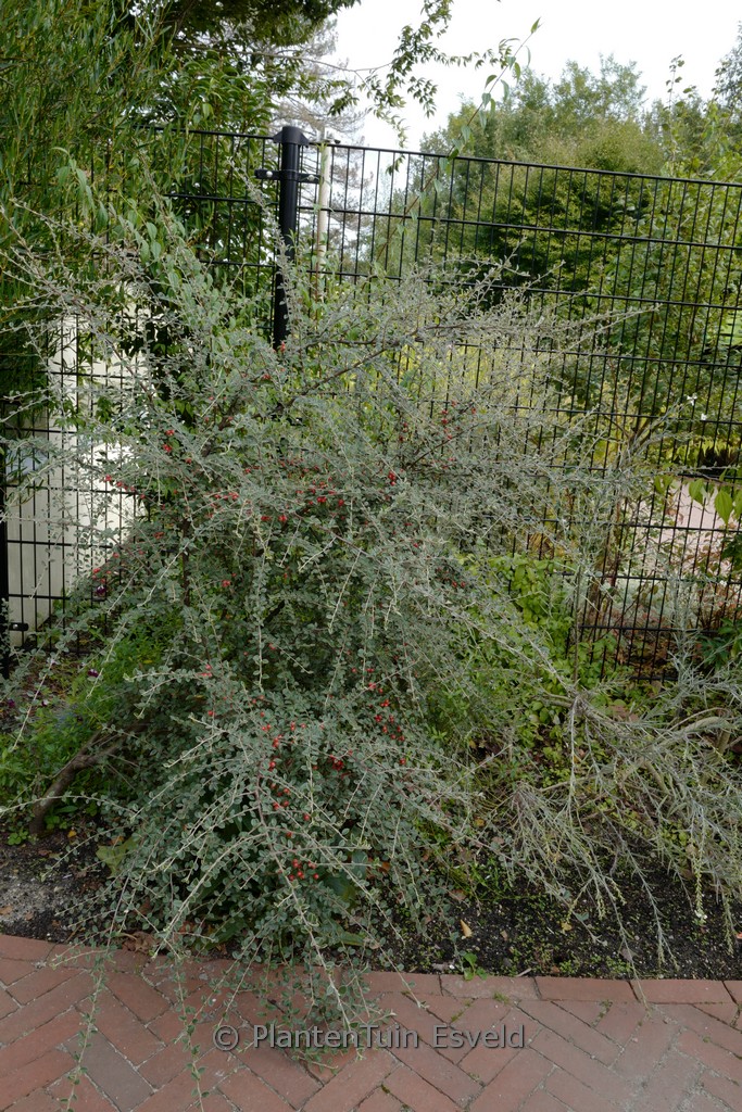 Cotoneaster teijiashanensis