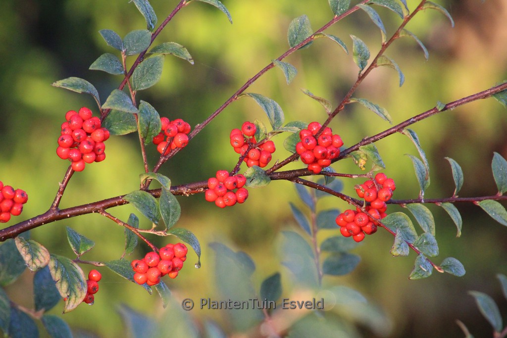 Cotoneaster vandelaarii