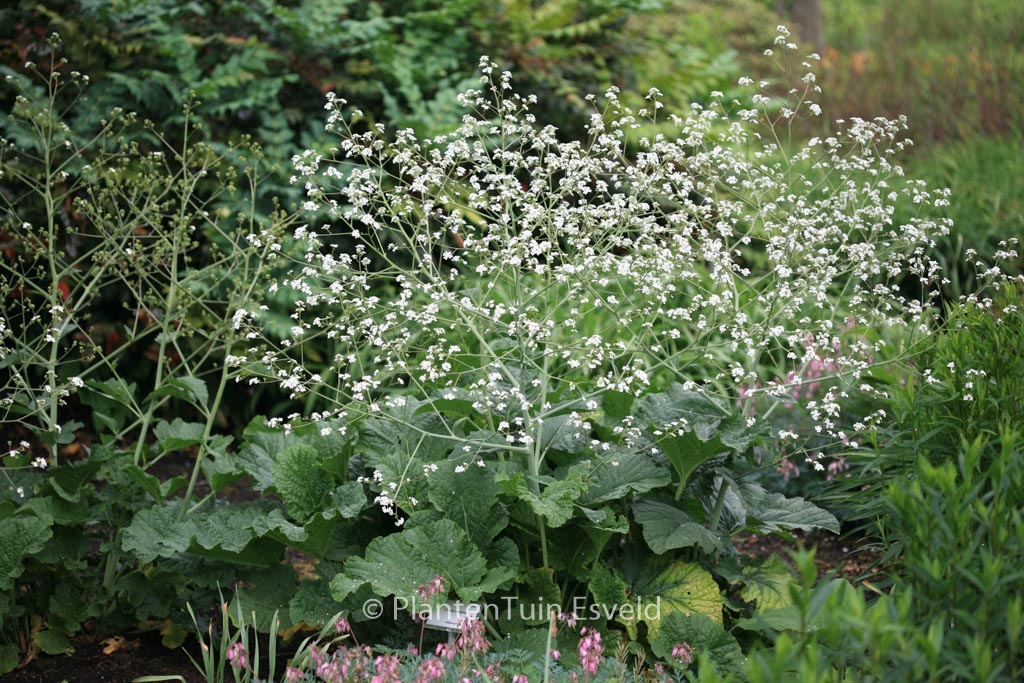 Crambe cordifolia