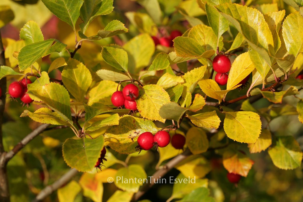 Crataegus persimilis ‘Splendens’