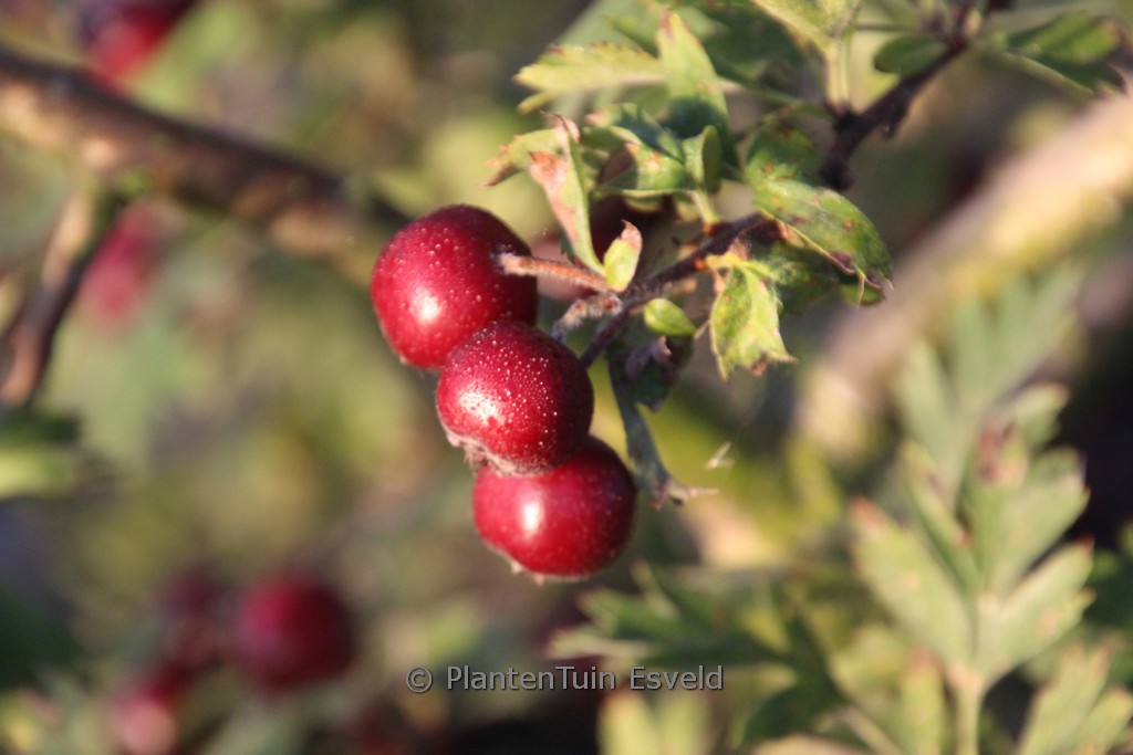 Crataegus schraderiana