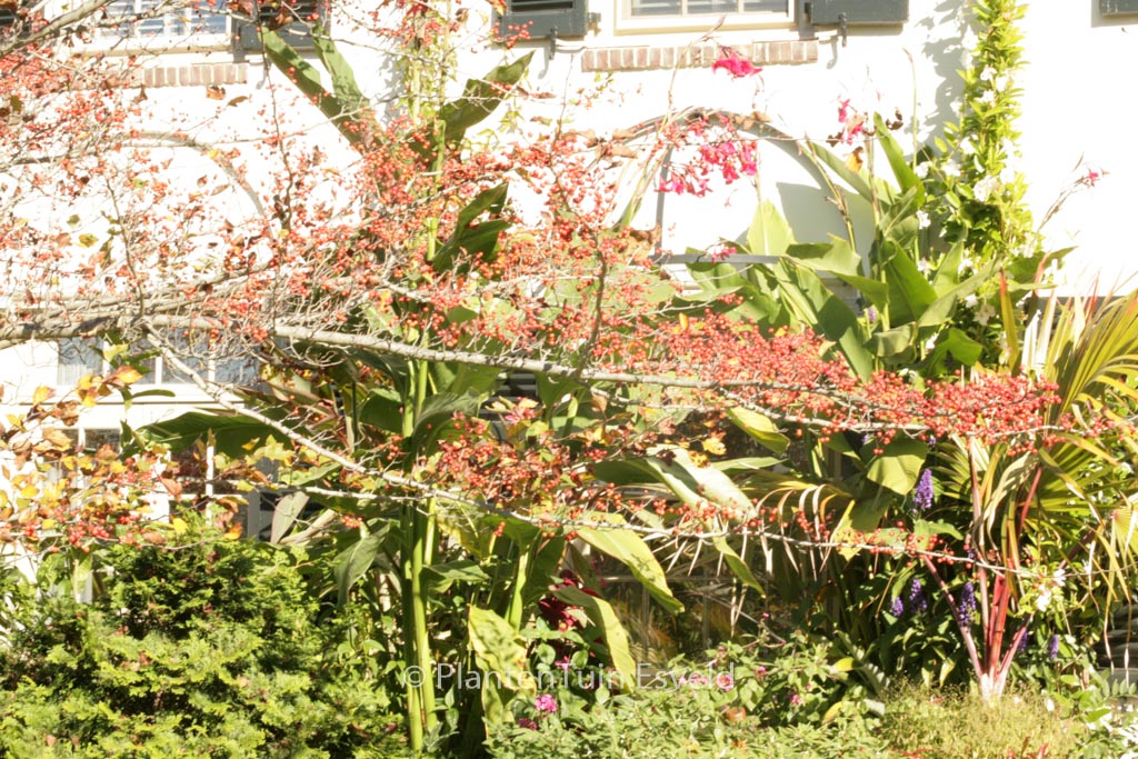 Crataegus viridis ‘Winter King’