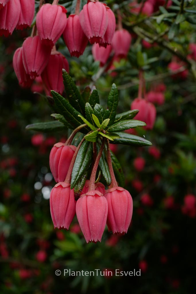 Crinodendron hookerianum