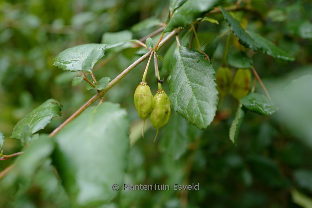 Crinodendron patagua