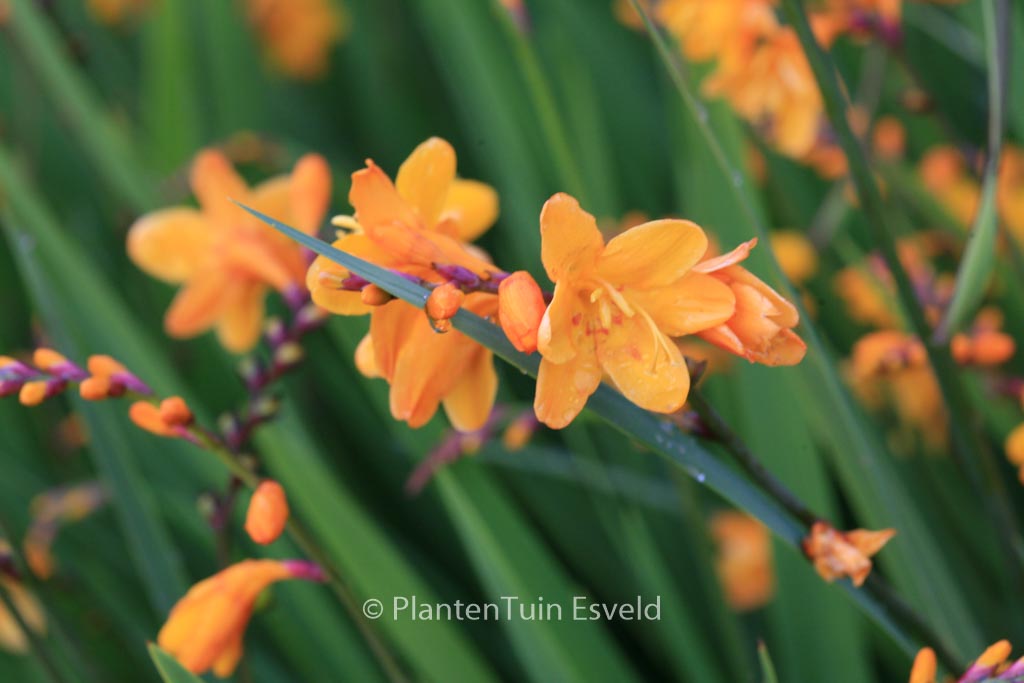 Crocosmia ‘Columbus’