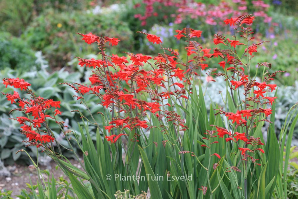 Crocosmia ‘Emberglow’