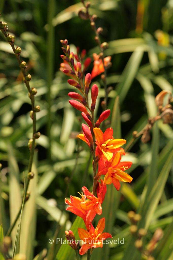 Crocosmia ‘Fire Jumper’