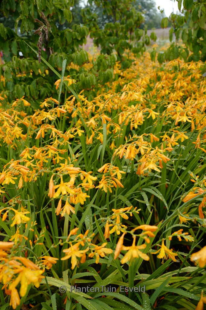 Crocosmia ‘George Davidson’