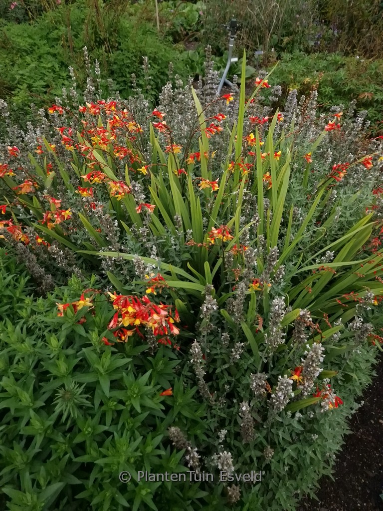 Crocosmia ‘Harlequin’