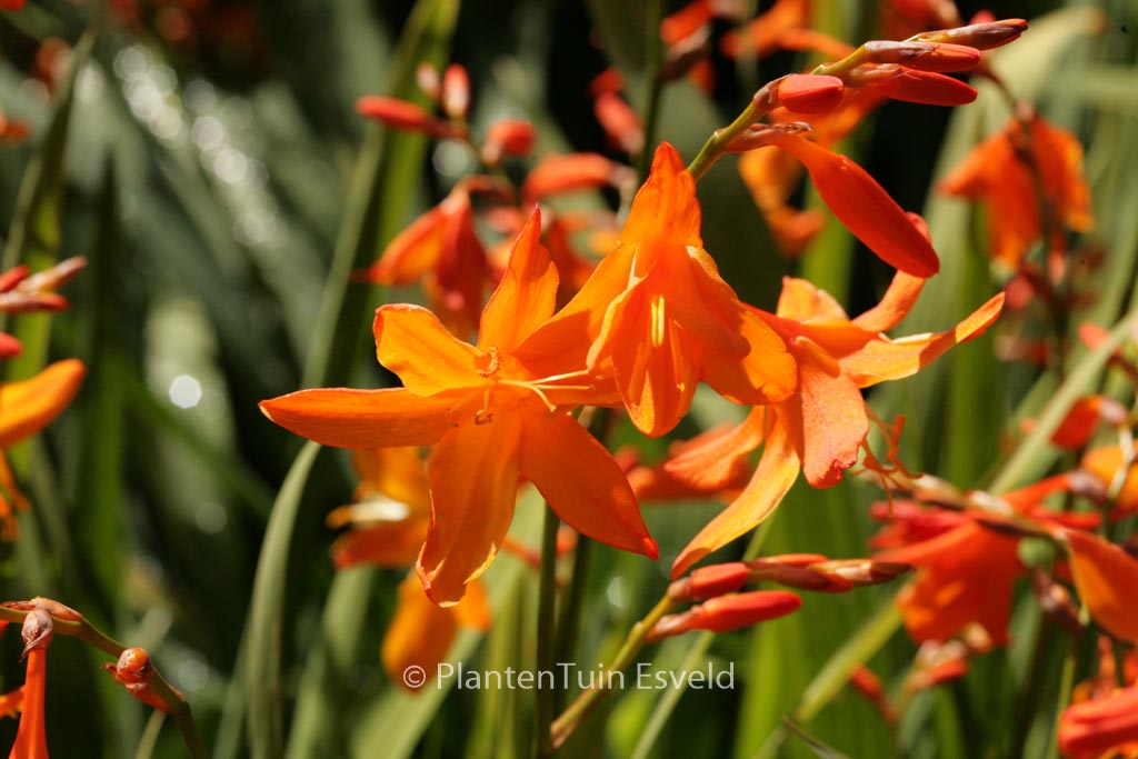 Crocosmia ‘Star of the East’