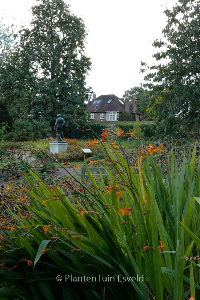 Crocosmia masoniorum