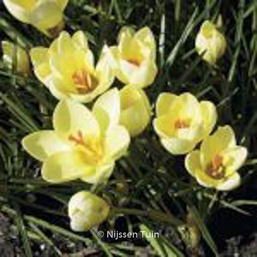 Crocus chrysanthus ‘Cream Beauty’