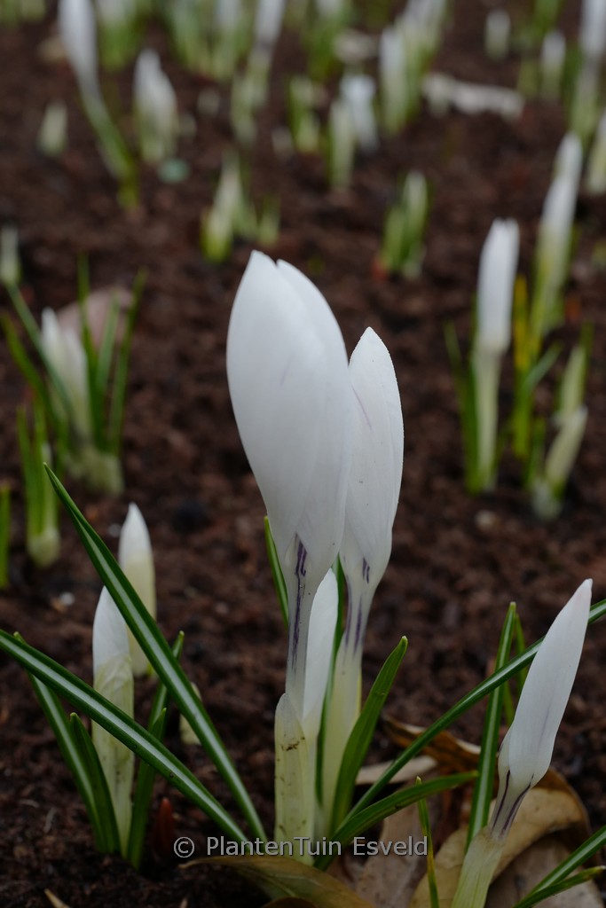 Crocus vernus ‘Jeanne d’Arc’