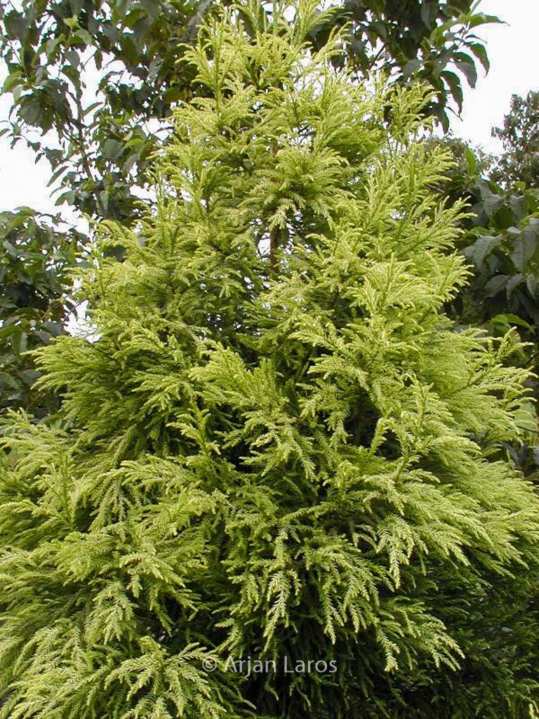 Cryptomeria japonica ‘Barabits Gold’