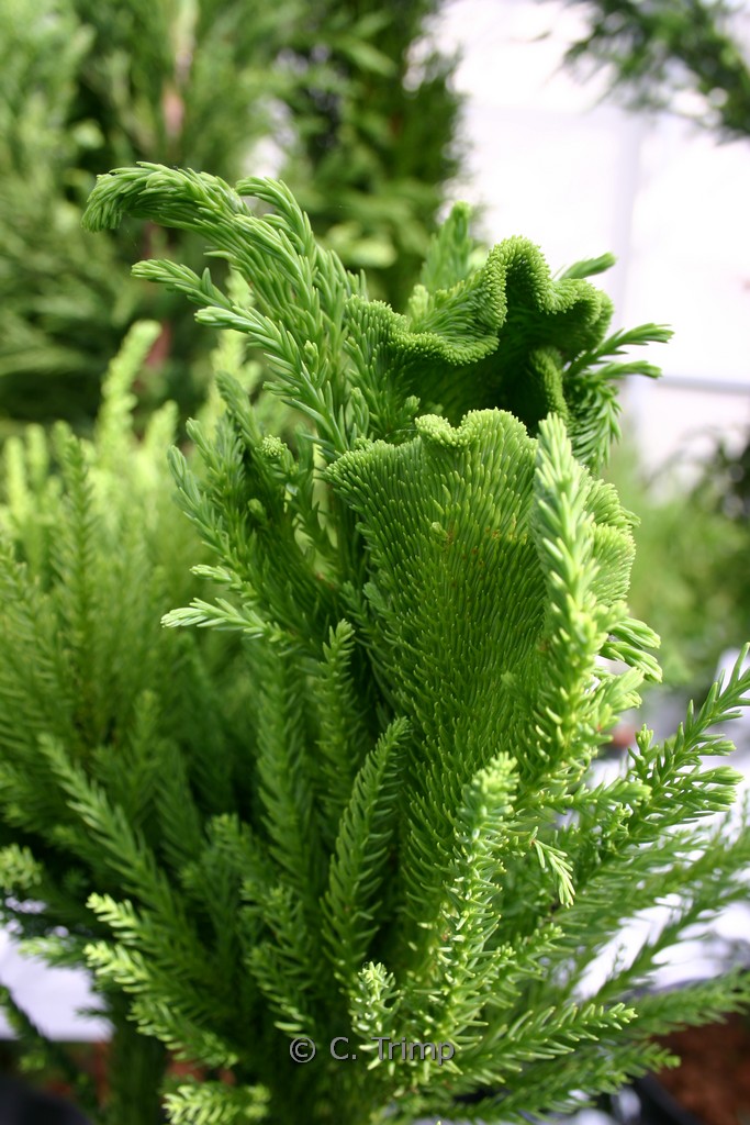 Cryptomeria japonica ‘Cristata’