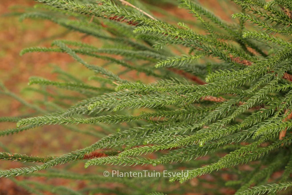 Cryptomeria japonica ‘Dacrydioides’