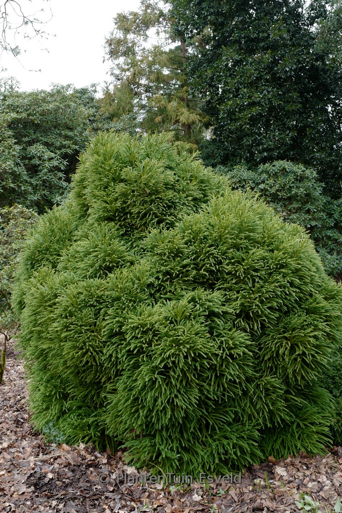 Cryptomeria japonica ‘Globosa Nana’