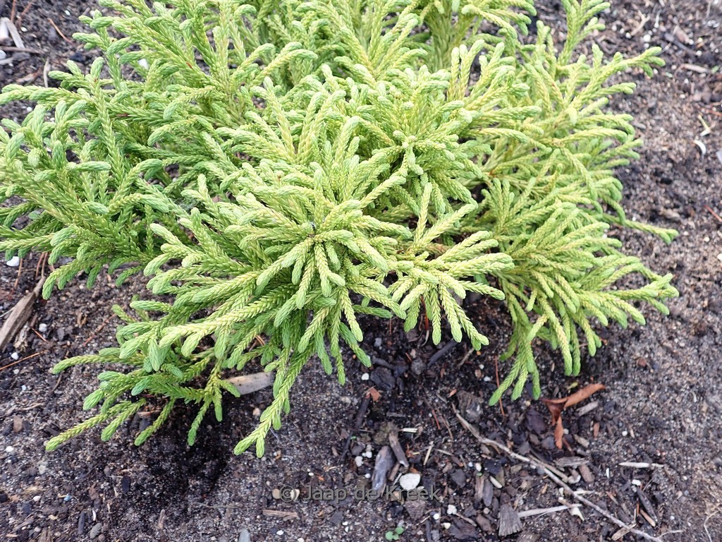 Cryptomeria japonica ‘Little Sonja’