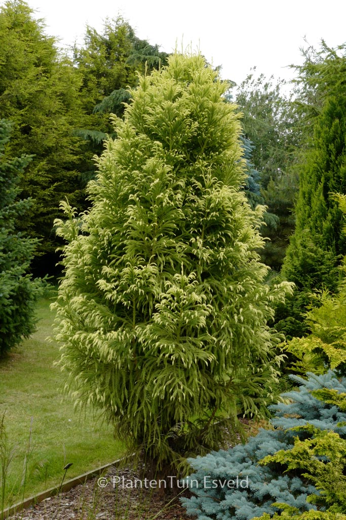 Cryptomeria japonica ‘Sekkan’