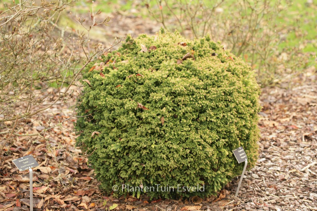 Cryptomeria japonica ‘Vilmorin Gold’