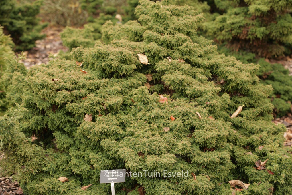 Cryptomeria japonica ‘Yokohama’