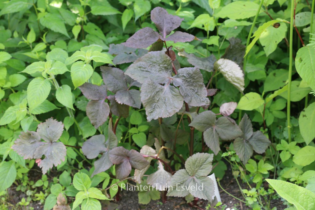 Cryptotaenia japonica atropurpurea