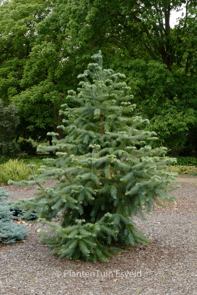 Cunninghamia lanceolata ‘Glauca’