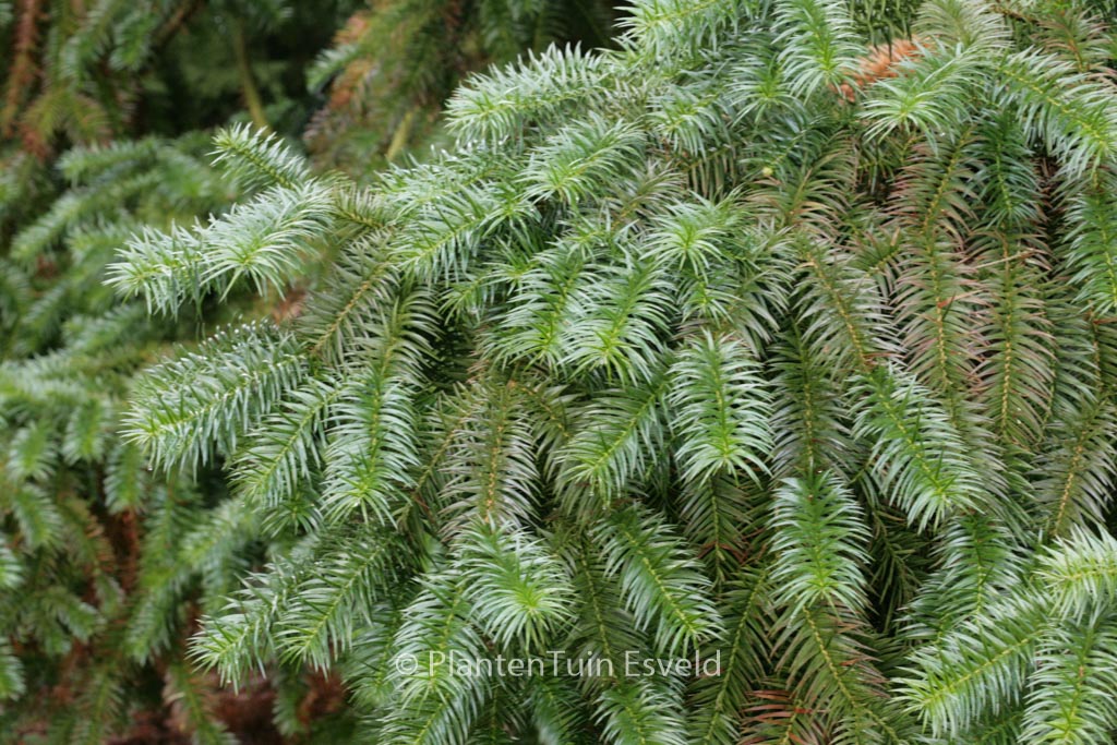 Cunninghamia lanceolata