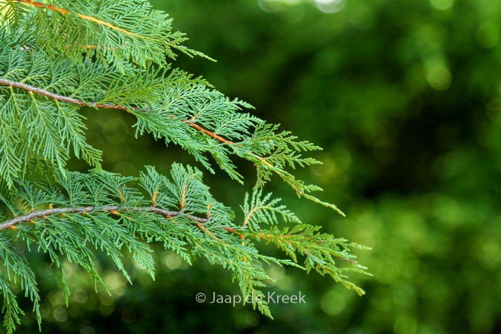 Cupressocyparis leylandii ‘Stapehill’
