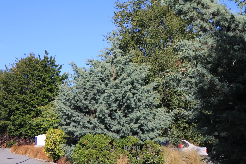 Cupressus arizonica ‘Glauca’