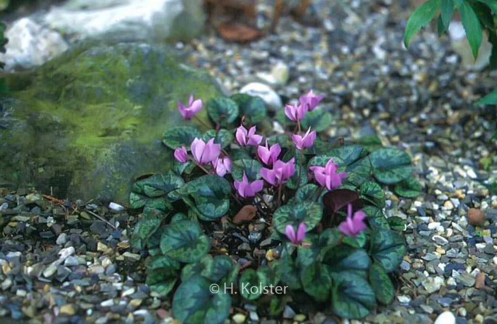 Cyclamen cilicium