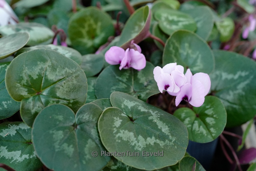 Cyclamen coum ‘Roseum’