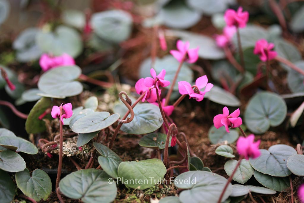Cyclamen coum ‘Rubrum’