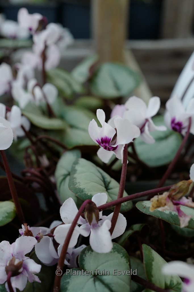 Cyclamen coum ‘Silver Leaf’