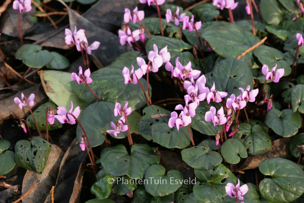 Cyclamen coum