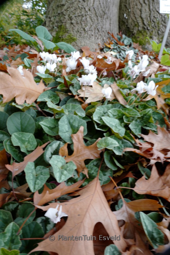 Cyclamen hederifolium ‘Album’