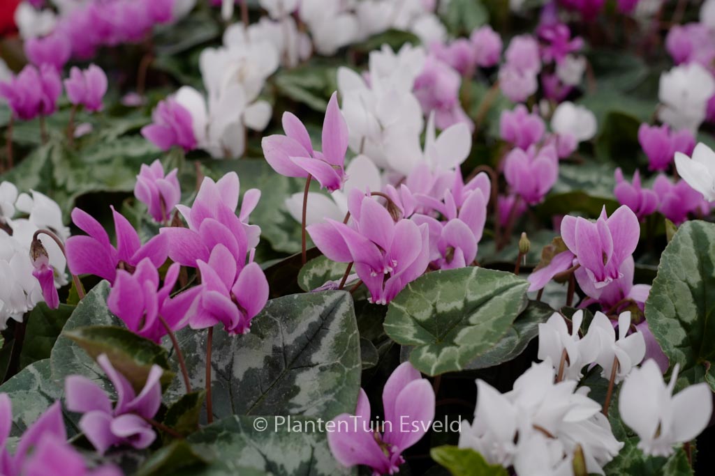 Cyclamen hederifolium