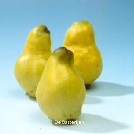 Cydonia oblonga ‘Vranja’