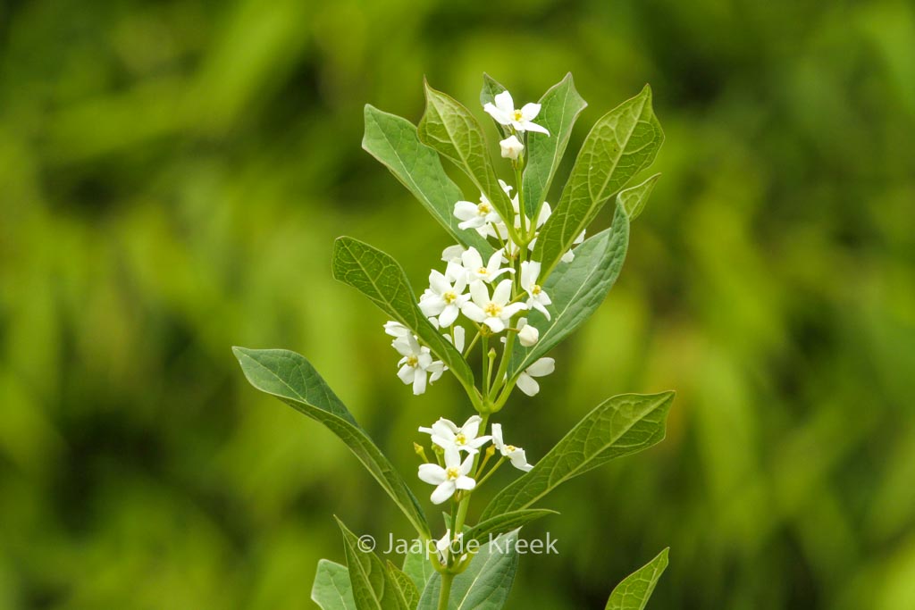 Cynanchum ascyrifolium