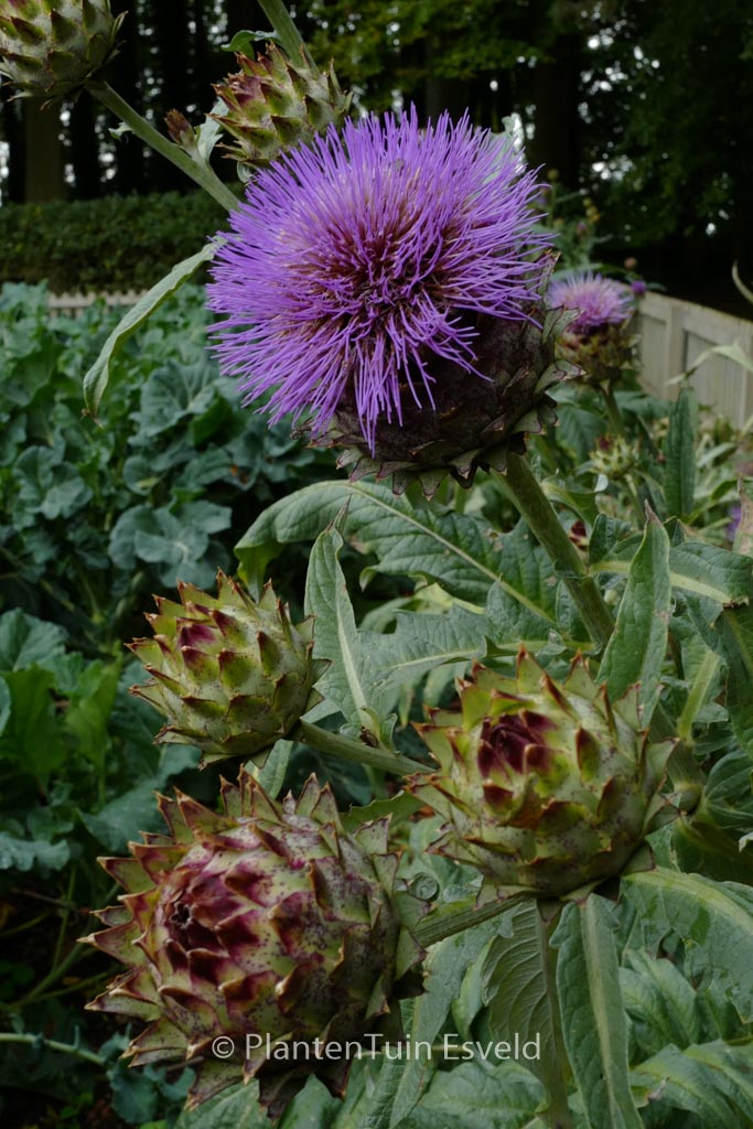 Cynara cardunculus