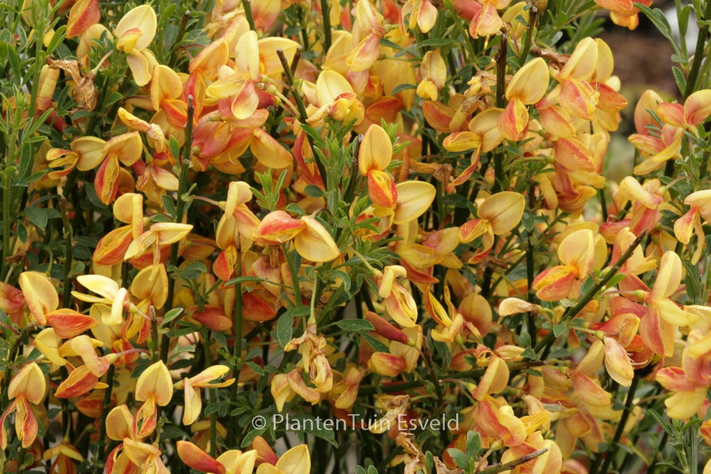 Cytisus ‘Apricot Gem’