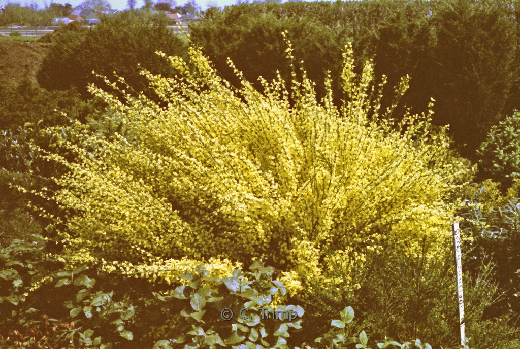 Cytisus ‘Golden Sunlight’