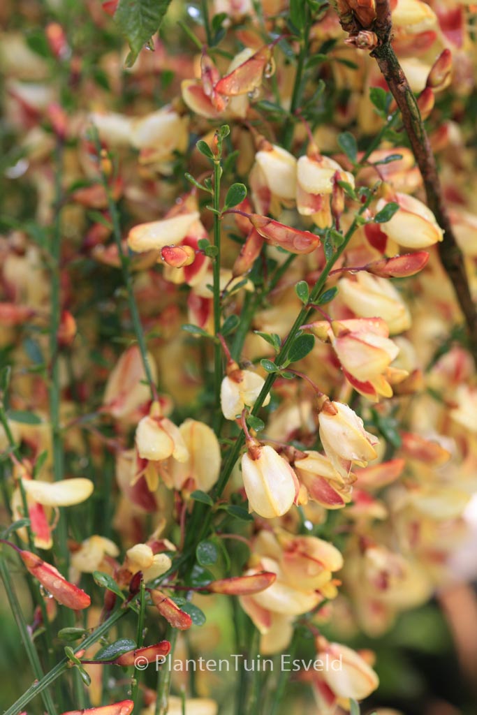 Cytisus ‘Goldfinch’