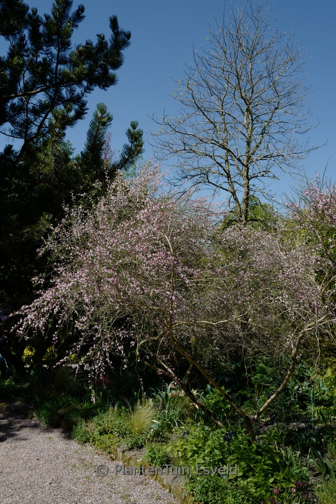 Cytisus ‘Moyclare Pink’