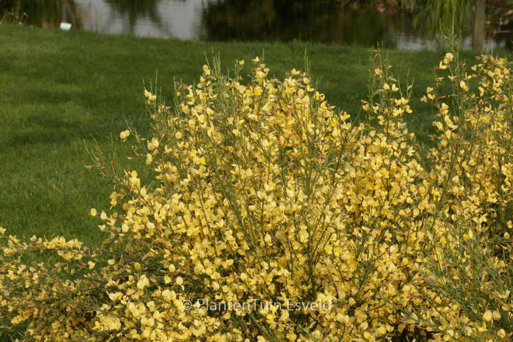 Cytisus praecox ‘Allgold’
