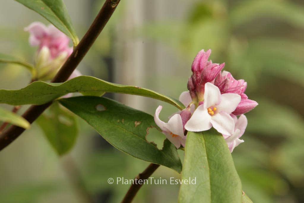Daphne bholua ‘Jacqueline Postell’